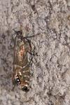 Glyphipterix thrasonella