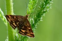 Pyrausta despicata