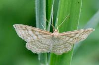 Idaea macilentaria