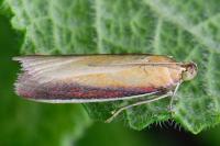 Oncocera semirubella