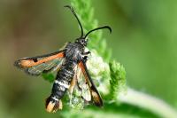 Pyropteron chrysidiforme