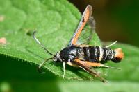 Pyropteron chrysidiforme