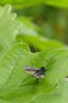 Adela reaumurella