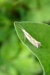 Plutella porrectella