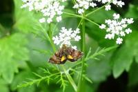 Panemeria tenebrata