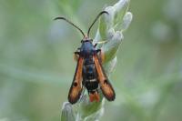 Pyropteron chrysidiforme