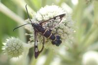 Synanthedon