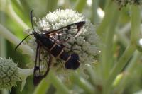 Synanthedon