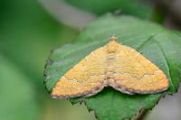 Camptogramma bilineata