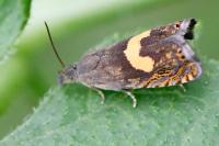 Dichrorampha petiverella