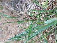 Chrysocrambus linetella