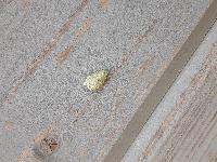 Tortrix viridana