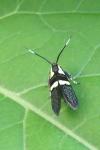 Dasycera oliviella