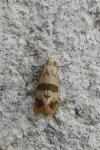 Phalonidia contractana