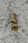 Phalonidia contractana