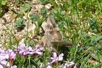 Autographa gamma