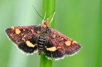 Pyrausta aurata