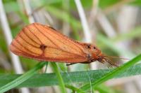 Diacrisia sannio