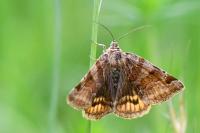 Euclidia glyphica