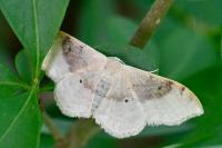 Idaea degeneraria