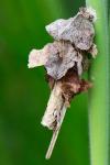 Canephora hirsuta