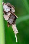 Canephora hirsuta