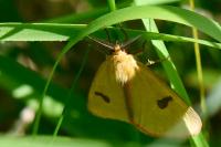 Diacrisia sannio