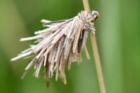 Canephora hirsuta