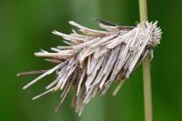 Canephora hirsuta