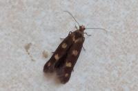 Scythris scopolella