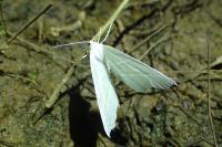 Campaea margaritaria