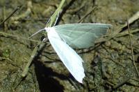 Campaea margaritaria