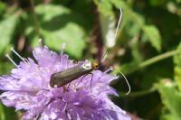 Adela reaumurella