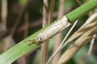Chrysocramboides craterellus