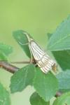 Chrysocrambus linetella