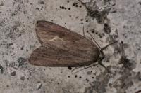 Pachycnemia hippocastanaria