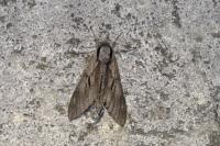 Sphinx pinastri / Sphinx maurorum