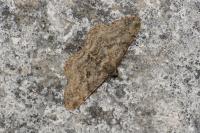 Peribatodes rhomboidaria