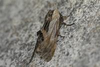 Harpyia milhauseri