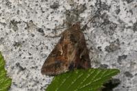 Autographa gamma