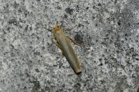 Manulea complana