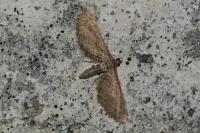 Eupithecia scopariata