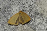 Cybosia mesomella