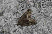 Deltote pygarga