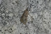 Eudonia angustea