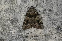 Catocala promissa