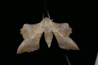 Laothoe populi