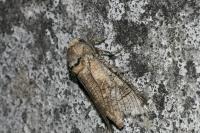 Cossus cossus