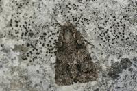 Acronicta rumicis