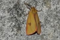 Diacrisia sannio